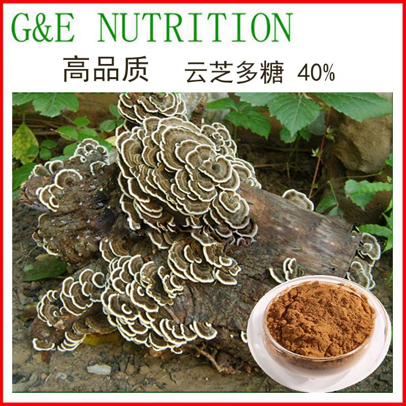 云芝提取物粉 云芝多糖40% 云芝粉 纯天然野生菌提取物 1000克