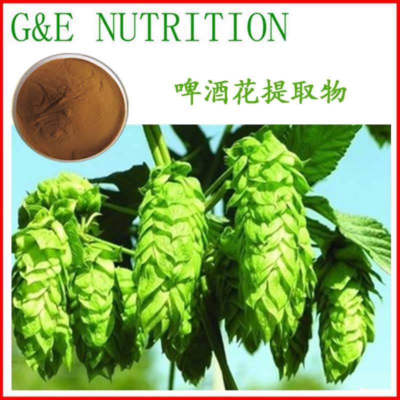 啤酒花提取物 10:1 啤酒花粉末 厂家直销 包邮 500g