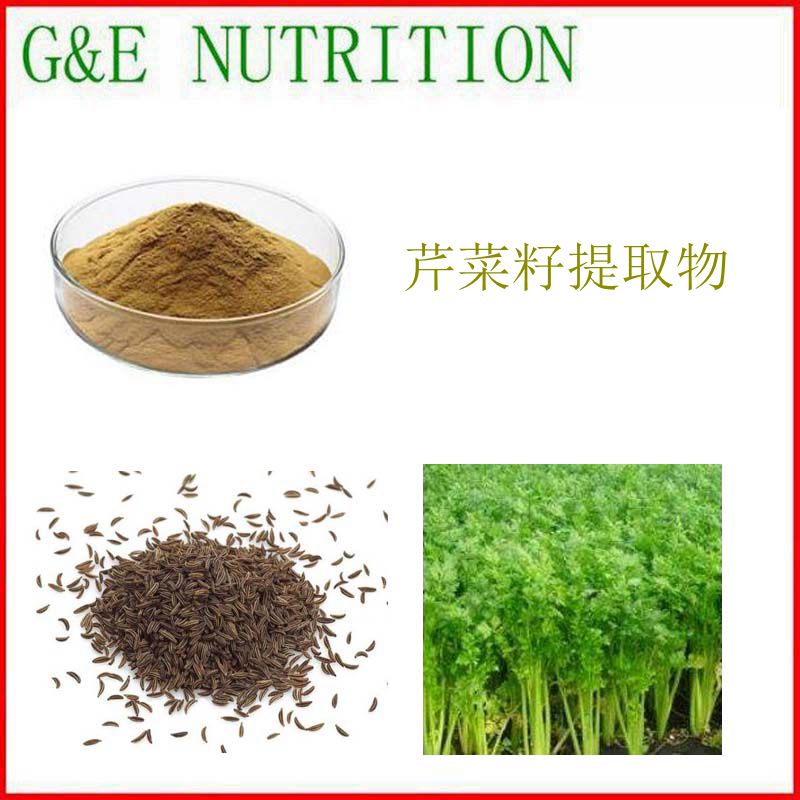 100g 纯天然 芹菜籽提取物粉 10:1 芹菜籽浓缩粉 厂家直销 包邮