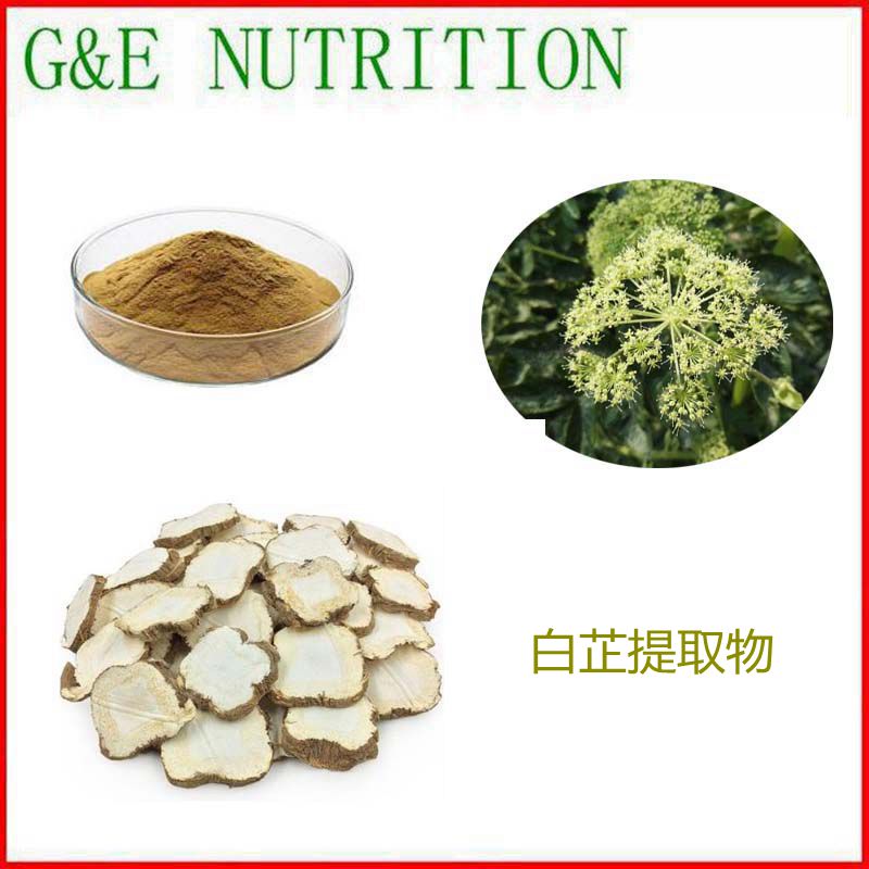 500g 工厂直销 白芷提取物 植物浓缩粉 10:1 量大优惠 包邮