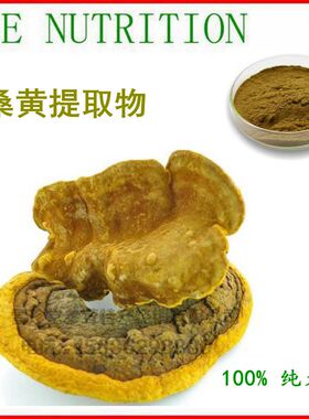 500g 桑黄提取物 10:1  实力厂家 优质桑黄粉 量大从优