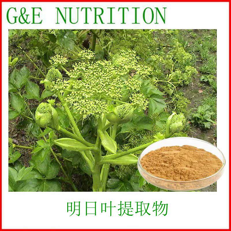 500g 纯天然明日叶提取物10:1 厂家直销 明日叶浓缩粉 包邮现货