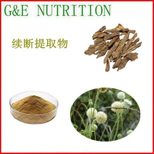 100g 纯天然 续断提取物 浓缩粉 包邮 量大优惠 10:1