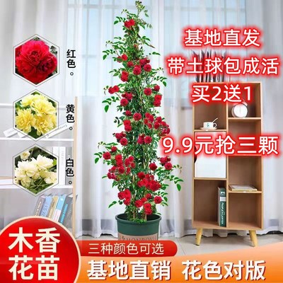 木香花苗 黄木香 白木香 红木香 木香花苗爬藤植物 庭院阳台观花
