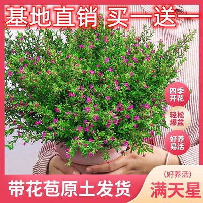 满天星盆栽四季开花大盆室内客厅好养绿植带花苞发货观花植物室外