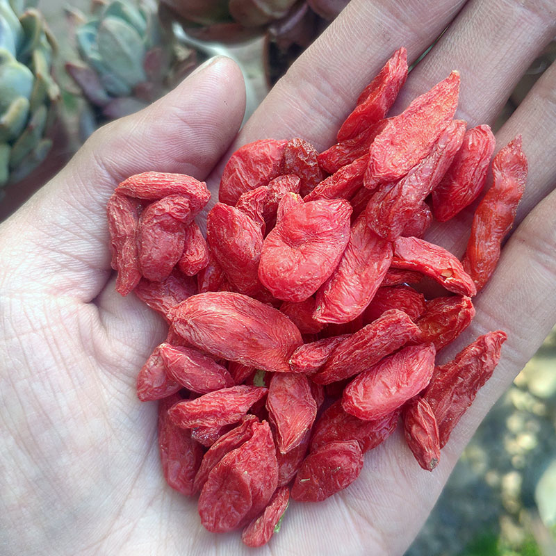 西藏特产500克一斤装高原高海拔头茬大颗粒红枸杞味似葡萄干