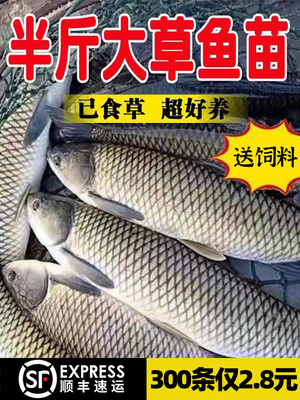 大草鱼苗脆皖鱼苗花鲢白鲢鱼螺丝青鱼鲫鱼苗活体食用鱼苗淡水养殖