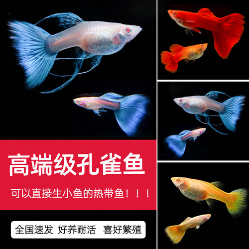 孔雀鱼热带观赏鱼苗小型淡水精品凤尾鱼好养耐活小鱼群游活体活鱼