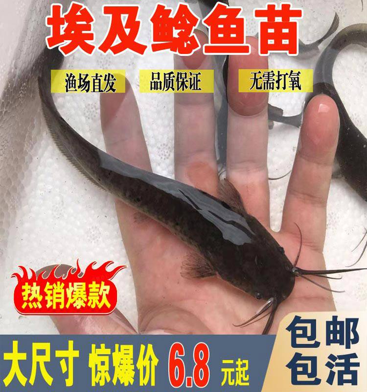 埃及塘鲺鱼苗淡水养殖食用活体特鱼
