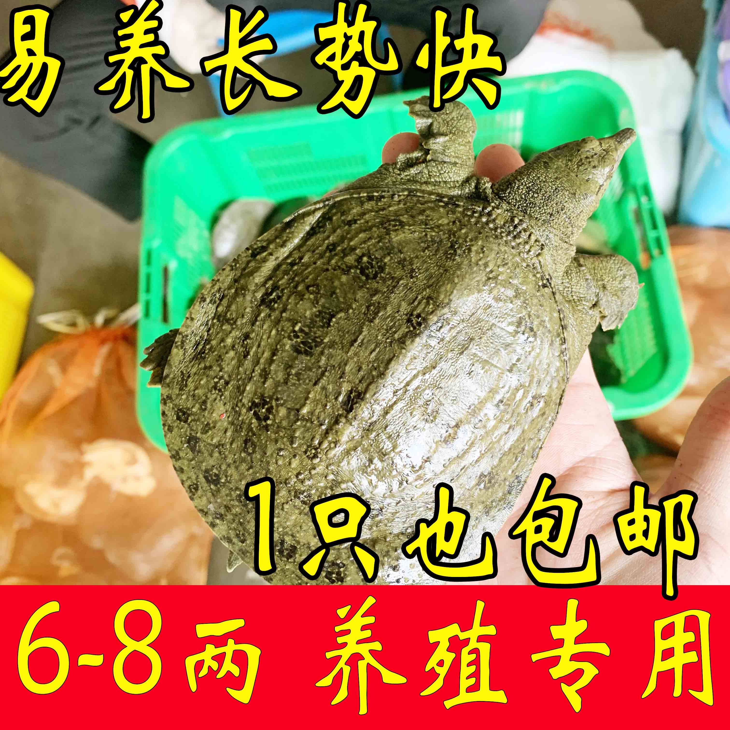 外塘养殖推荐 2两3两4两5两鲜活小甲鱼苗活体中华鳖苗放生散养 - 实物图