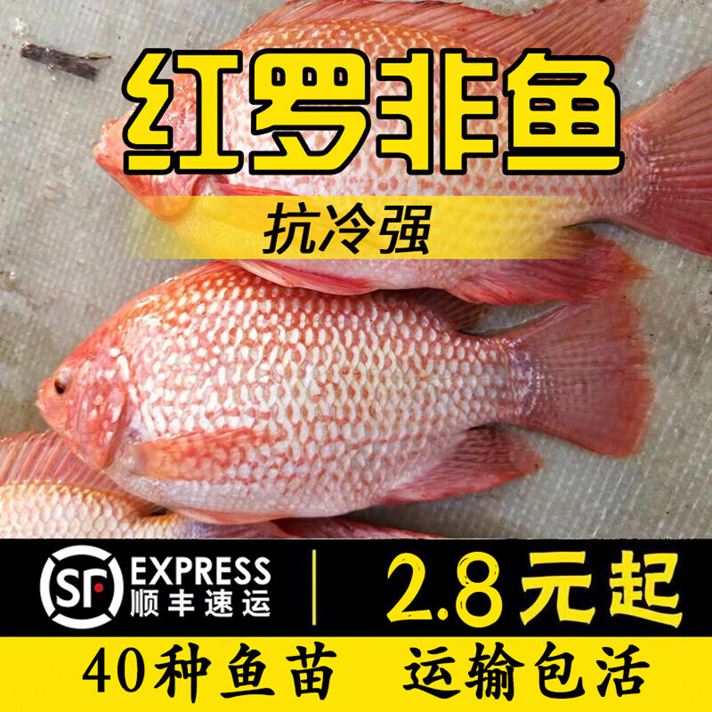 红罗非鱼苗彩虹雕鱼苗红福寿鱼苗红腊鱼苗红色非洲鲫鱼苗淡水养殖