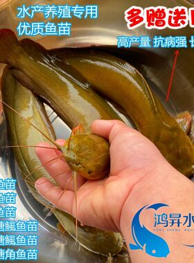 正宗本地塘鲺鱼苗塘角鱼苗杂交三黄塘鲺胡子鲶淡水养殖 活体免邮