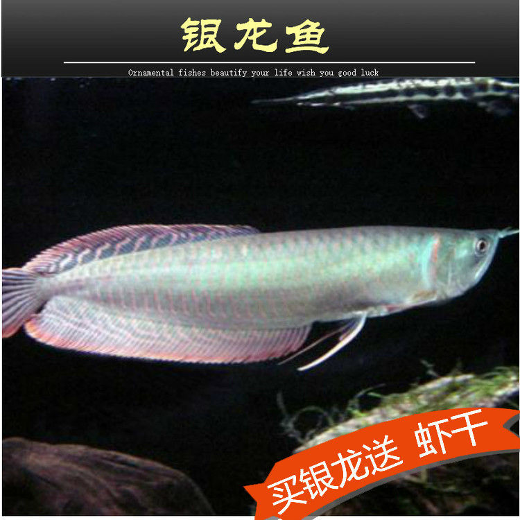 银龙鱼活体热带观赏鱼招财红黄鹦鹉鱼地图招财猫鱼大型风水鱼套餐图片