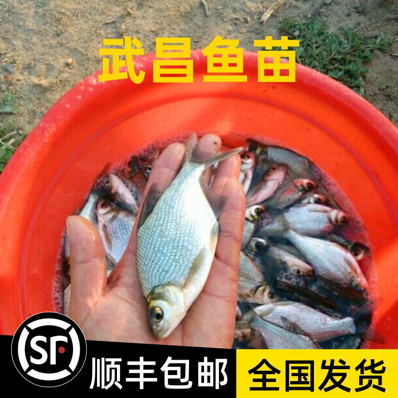 淡水鳊鱼苗武昌鱼苗三角鲂鱼团头鲂三角边活体沙边鱼养殖冷水包邮