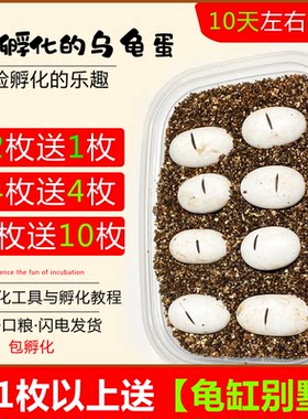 小乌龟蛋可孵化学生迷你活体宠物蛋受精蛋可孵化便宜龟蛋花龟种蛋