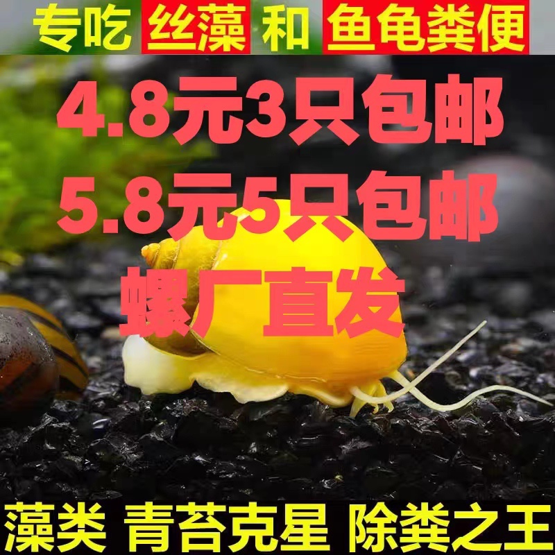 黄金螺除藻螺观赏螺鱼缸清洁螺吃藻螺苹果螺斑马螺吃粪工具淡水螺