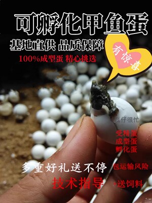 甲鱼蛋乌龟蛋可孵化鳖蛋草龟王八蛋甲鱼苗中华鳖蛋黄沙杂蛋受精蛋