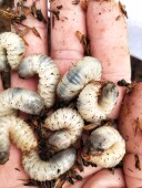 蛴螬老母虫黄辣丁活饵黑水虻面包虫活体饲料杜比亚爬宠