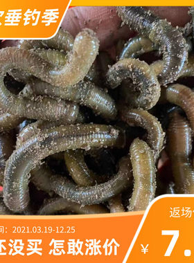 黑蚯蚓活体青蚯蚓活饵黄鳝诱饵大蚯蚓活体鱼饵综合饵料鲜活钓鱼饵