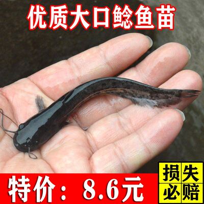 鲶鱼鱼苗活体淡水肉食类好养殖观赏埃及革胡子鲶鱼南方大口鲶鱼苗