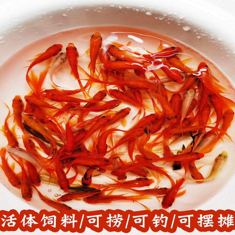 冷水红草小金鱼活体鱼龙鱼发财鱼地图鱼红草饲料鱼活体摆摊垂钓图片