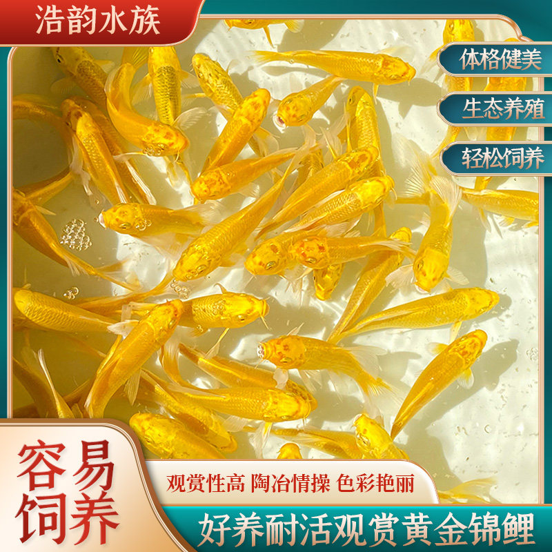 黄金锦鲤黑锦鲤白锦鲤活鱼观赏鱼纯种小型淡水好养耐活鱼幼苗风水