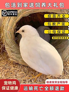 网红宠物鸡活物迷你观赏家养小鸡下蛋全色系40-60天青年活体包邮
