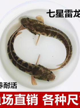 七星鱼苗活体淡水养殖山斑珍珠赤雷龙月鳢鱼金鱼冷水观赏鱼包邮