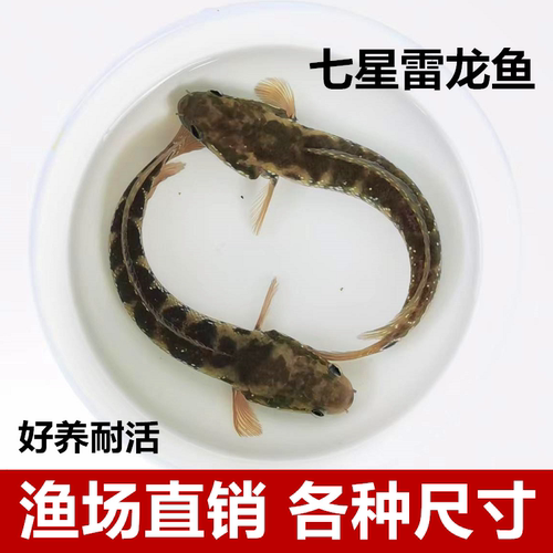 七星雷龙鱼淡水冷水鱼5.8元包邮