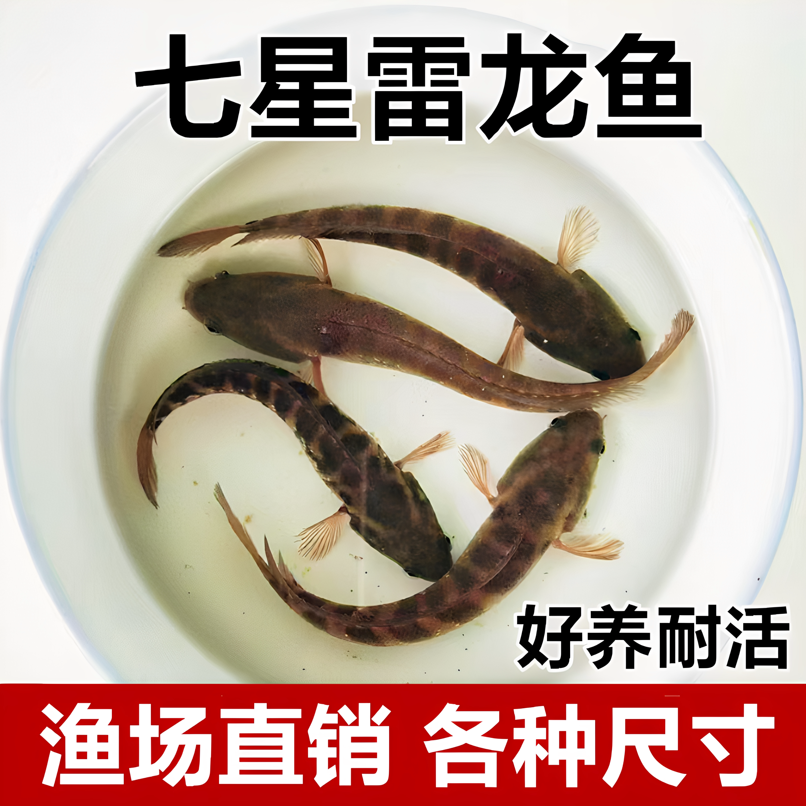 七星雷龙鱼苗月鳢山斑鱼花星张公鱼锦鲤金鱼观赏宠物鱼冷水淡水鱼