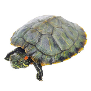 家养小乌龟活体宠物小宠迷你黄金情侣龟宠物活物七彩巴西龟观赏龟