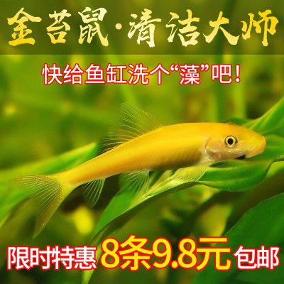 宠小侠清道夫鼠鱼金苔鼠清苔去藻