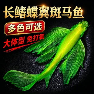 蝶翼斑马鱼长尾长鳍大帆翡翠绿观赏鱼龙凤冷水小型淡水好养小活鱼
