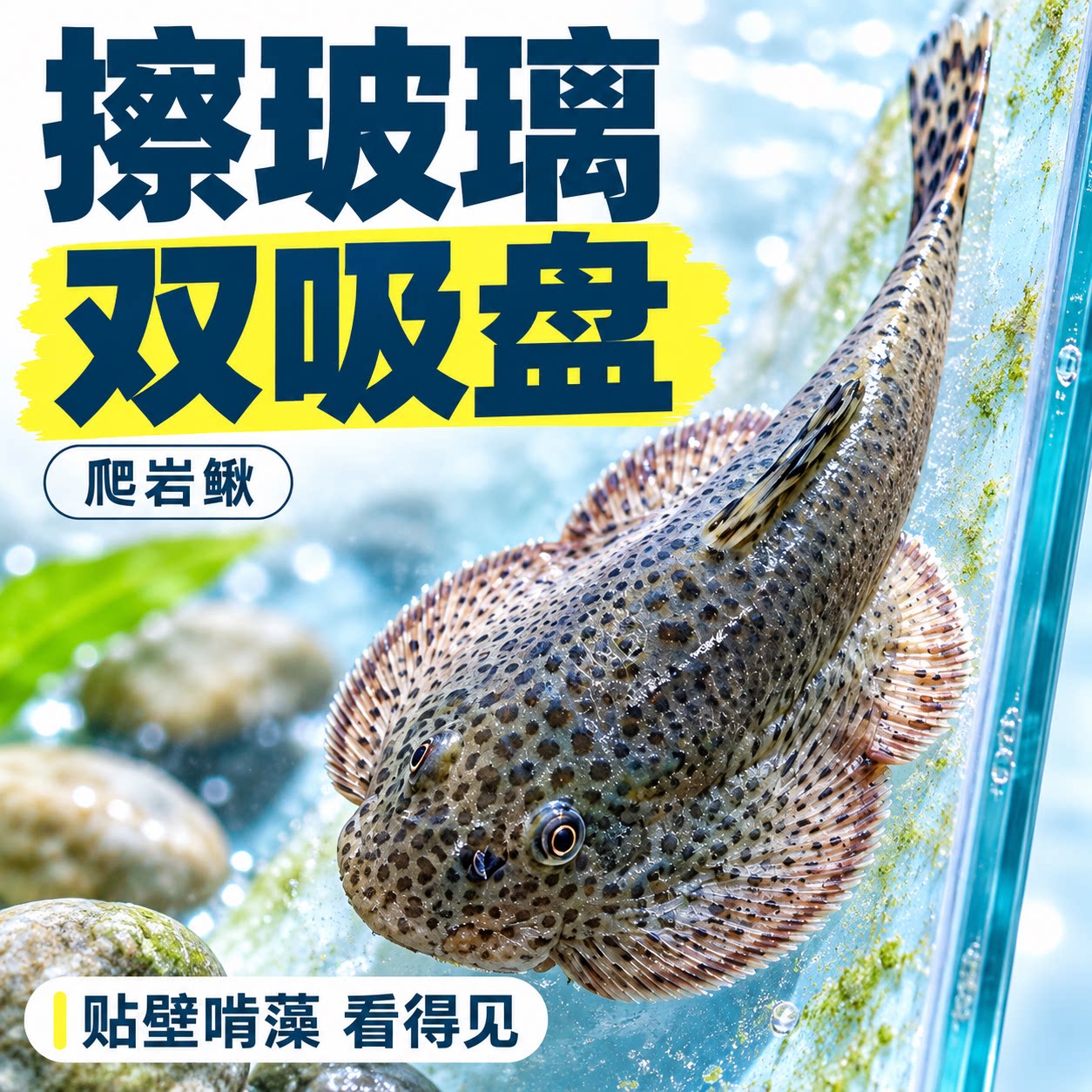 原生贵州爬岩鳅吸鳅冷水清道夫工具鱼观赏鱼热带琵琶鱼正宗草缸鱼