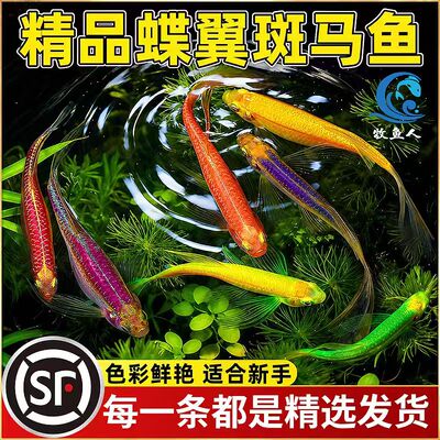 蝶翼斑马鱼长尾荧光活体鱼苗