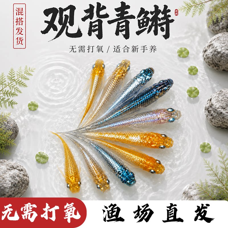 观背青鳉冷水观赏鱼小型锦鲤淡水鱼不打氧好养活体小鱼鱼苗孔雀鱼