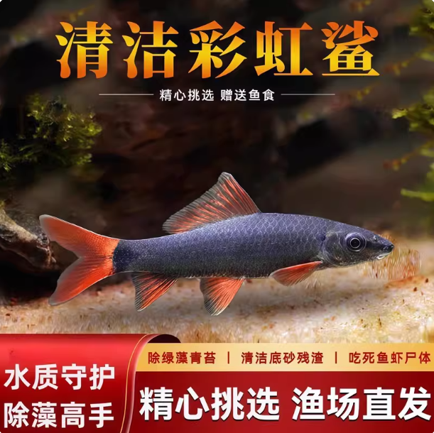 彩虹鲨鱼专业级清道夫清洁鱼淡水热带观赏鱼专吃屎垃圾粪便除藻