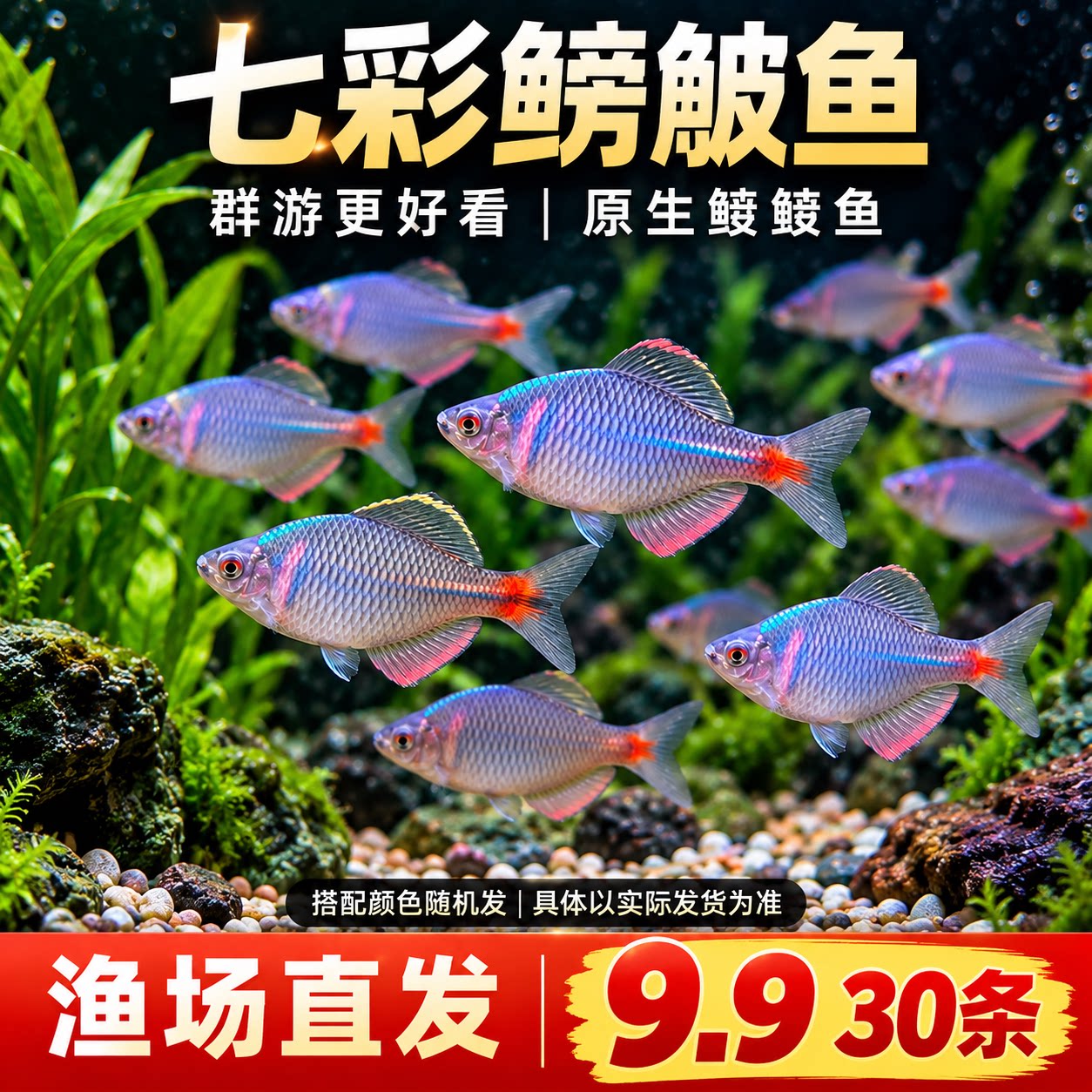 鳑鲏鱼观赏鱼冷水鱼原生鱼好养七彩旁皮鱼淡水鱼高体旁皮活体小型