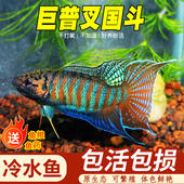 中国斗鱼活体小型淡水观赏鱼苗好养耐活不用打氧普叉冷水金鱼活鱼