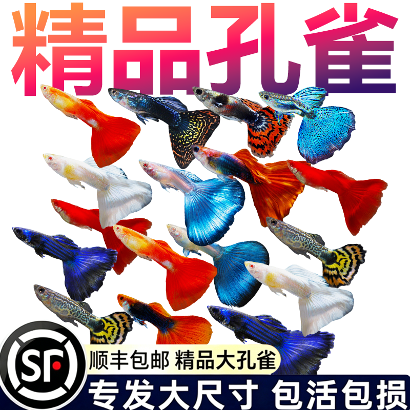 孔雀鱼活体观赏鱼新手好养小型热带鱼群游高颜值不易死