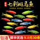热带观赏鱼红蓝斑马鱼小型观赏蝶翼精品孔雀红绿灯宝莲灯耐养易活
