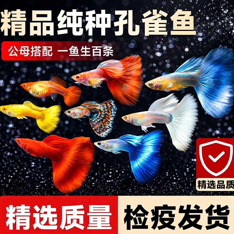 孔雀鱼活体观赏鱼多色品种齐全水中舞者灵动活泼包活包损可生小鱼
