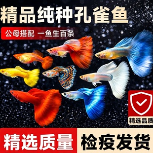 孔雀鱼活体观赏鱼多色品种齐全水中舞者灵动活泼包活包损可生小鱼