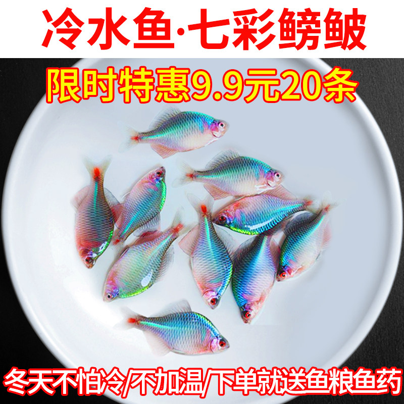 七彩鳑鲏鱼观赏鱼旁皮冷水鱼活体小型鱼苗原生群游鱼除藻淡水好养