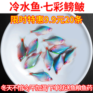 七彩鳑鲏鱼观赏鱼旁皮冷水鱼活体小型鱼苗原生群游鱼除藻淡水好养