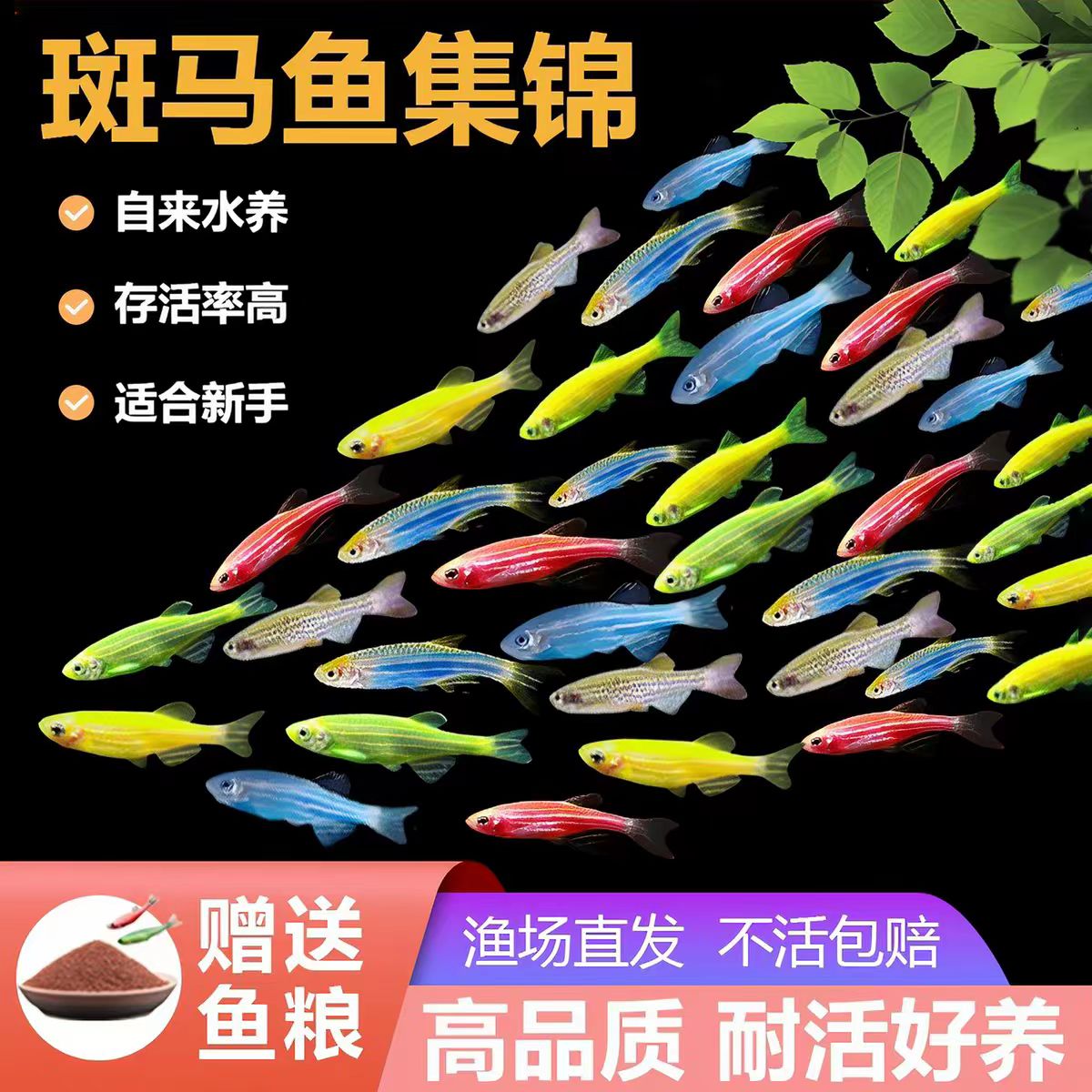 斑马鱼彩色条纹观赏鱼热带淡水成鱼群游性强初学者新手易养 - 实物图