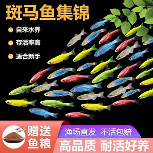 斑马鱼彩色条纹观赏鱼热带淡水成鱼群游性强初学者新手易养