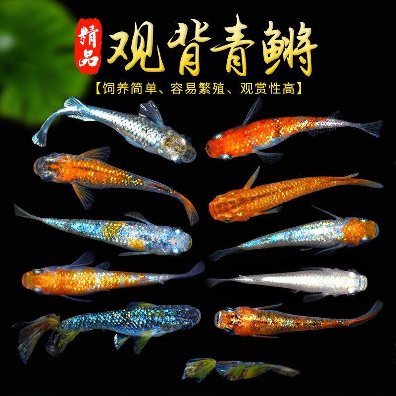 观背青鳉冷水观赏鱼小型锦鲤淡水鱼不打氧好养活体小鱼鱼苗孔雀鱼