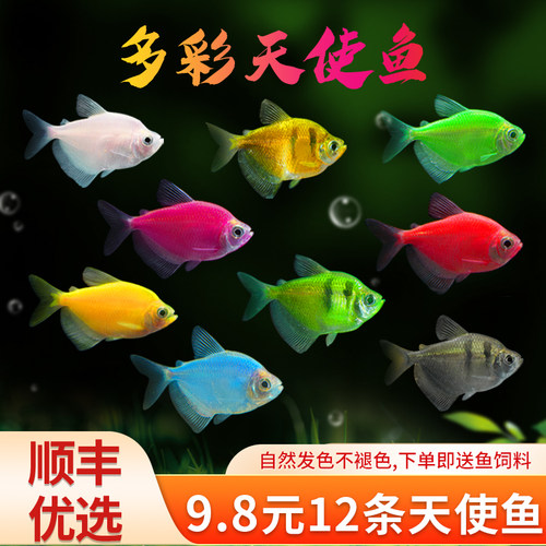 天使鱼观赏鱼活鱼大号群游活体斑马孔雀热带鱼小型鱼淡水好养耐活