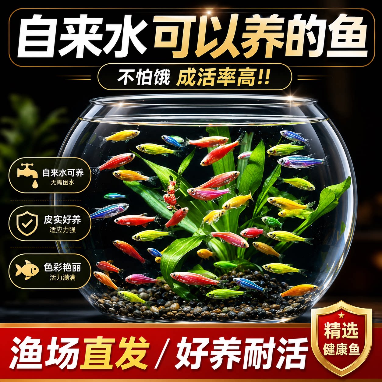 新手入门鱼斑马鱼淡水鱼多彩斑马鱼活体观赏鱼群游好养